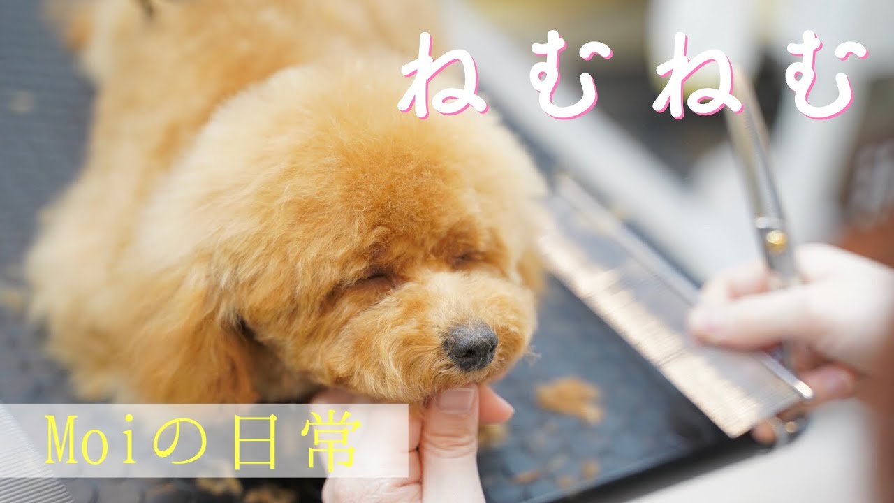 カット中はいつもねむねむ【トリミングダイジェスト】