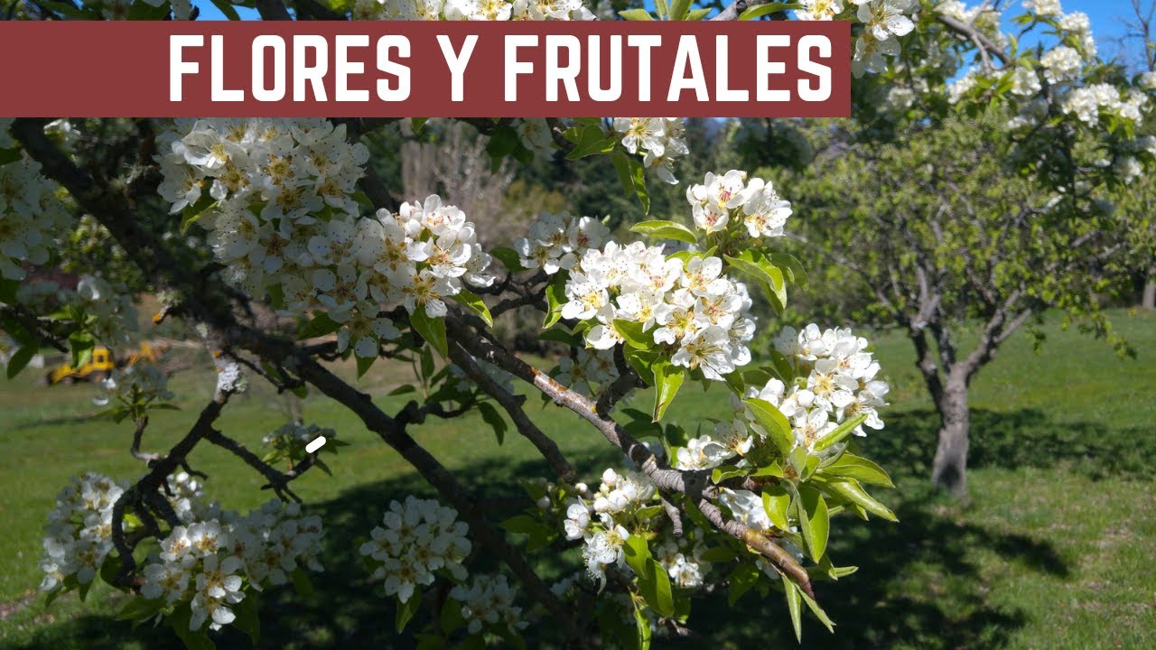 Que Flores Conviene Poner en Nuestra Huerta - Frutales en Flor: Anuncio de Primavera