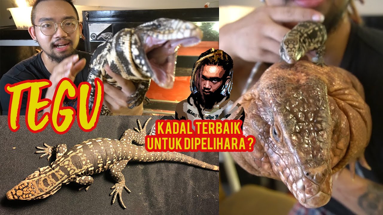 MAU PELIHARA TEGU?? KADAL PELIHARAAN TERBAIK? AUDREY A
