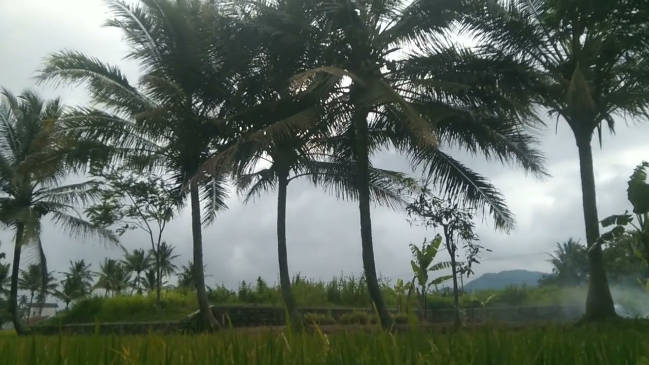 Lagu koplo terbaru enak di dengar buat santai.