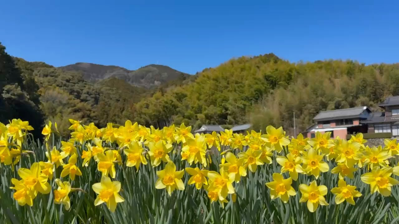 2026/03/14　青空の下で色鮮やかな喇叭水仙が創り出すとても素敵な風景　〜愛媛県大洲市〜