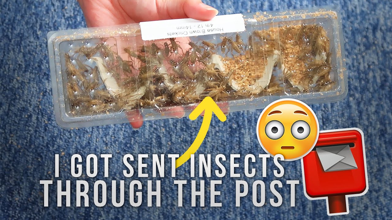 Unboxing & Setting Up Feeder Insects I Got Through The Post