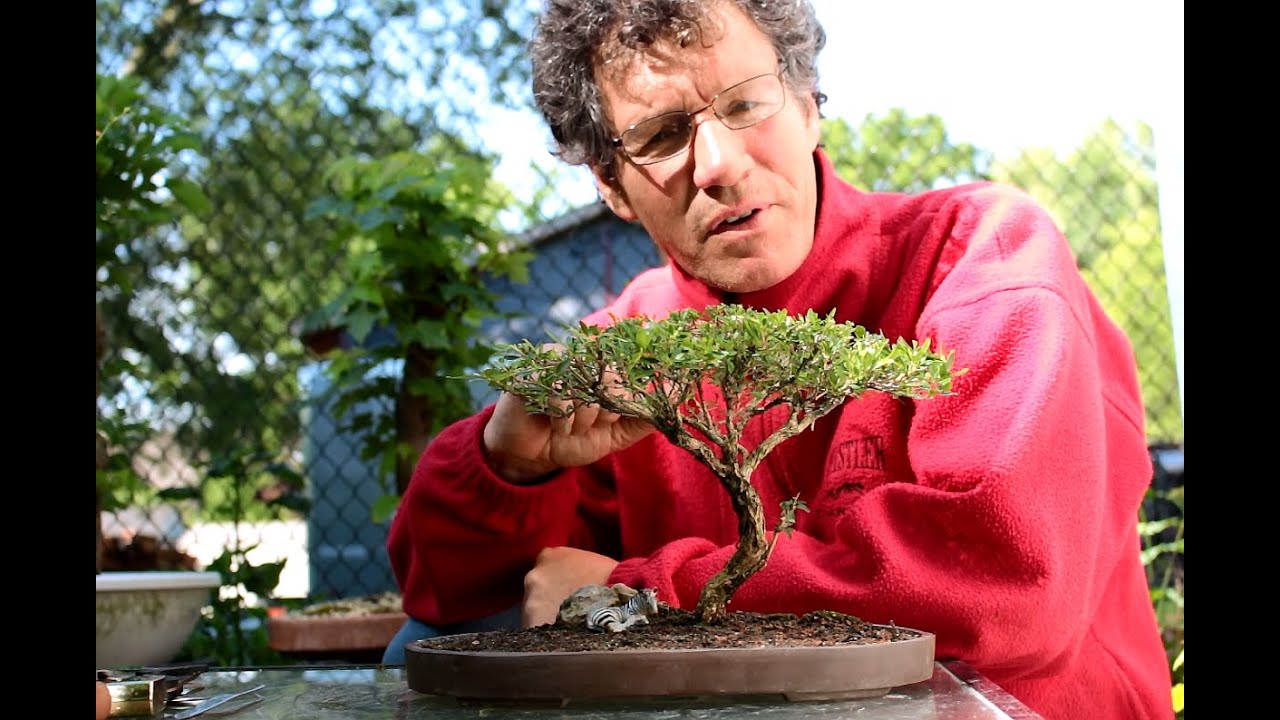 Serissa bonsai,  African Acacia Style, July 2016