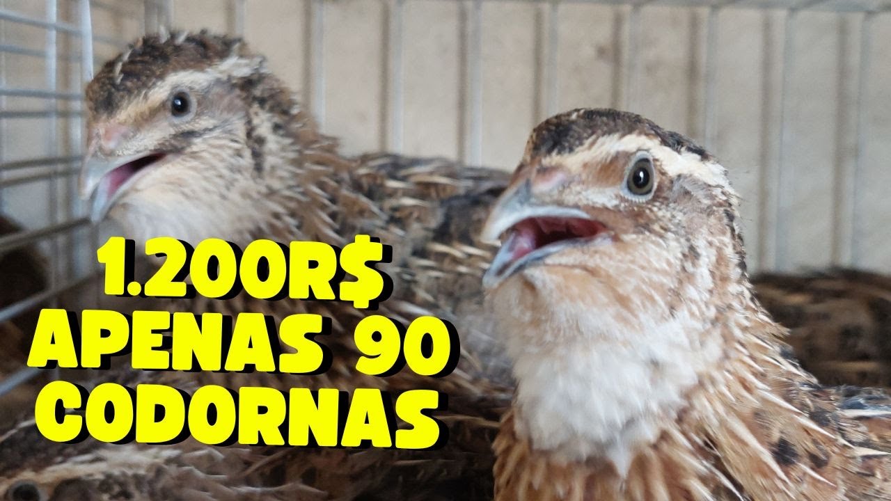 Criação de Codornas Gigantes: Descubra como ganhar R$40 por dia com apenas 90 aves!