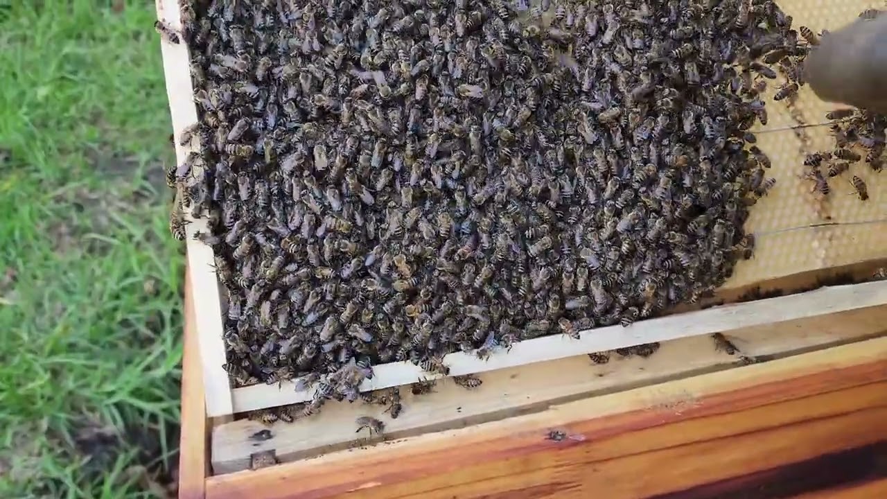 New Swarm, Second Inspection