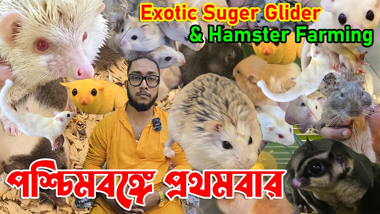 Indian Exotic Pet Sugar Glider🐕Hamster price in india🐕Exotic Pet Shop in kolkata🐕Kolkata Pet Shop