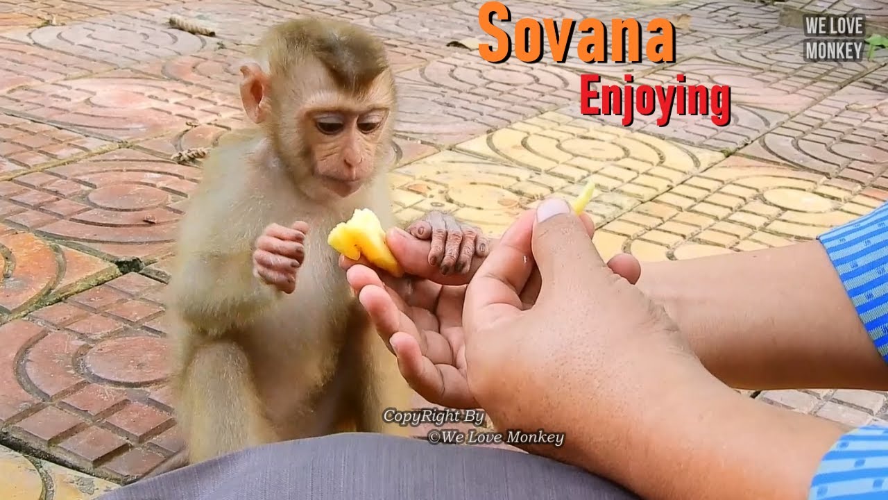 Poor Orphan Monkey Sovana is Enjoying Her Beautiful Life With People in Pagoda, Sovana Like the Kids