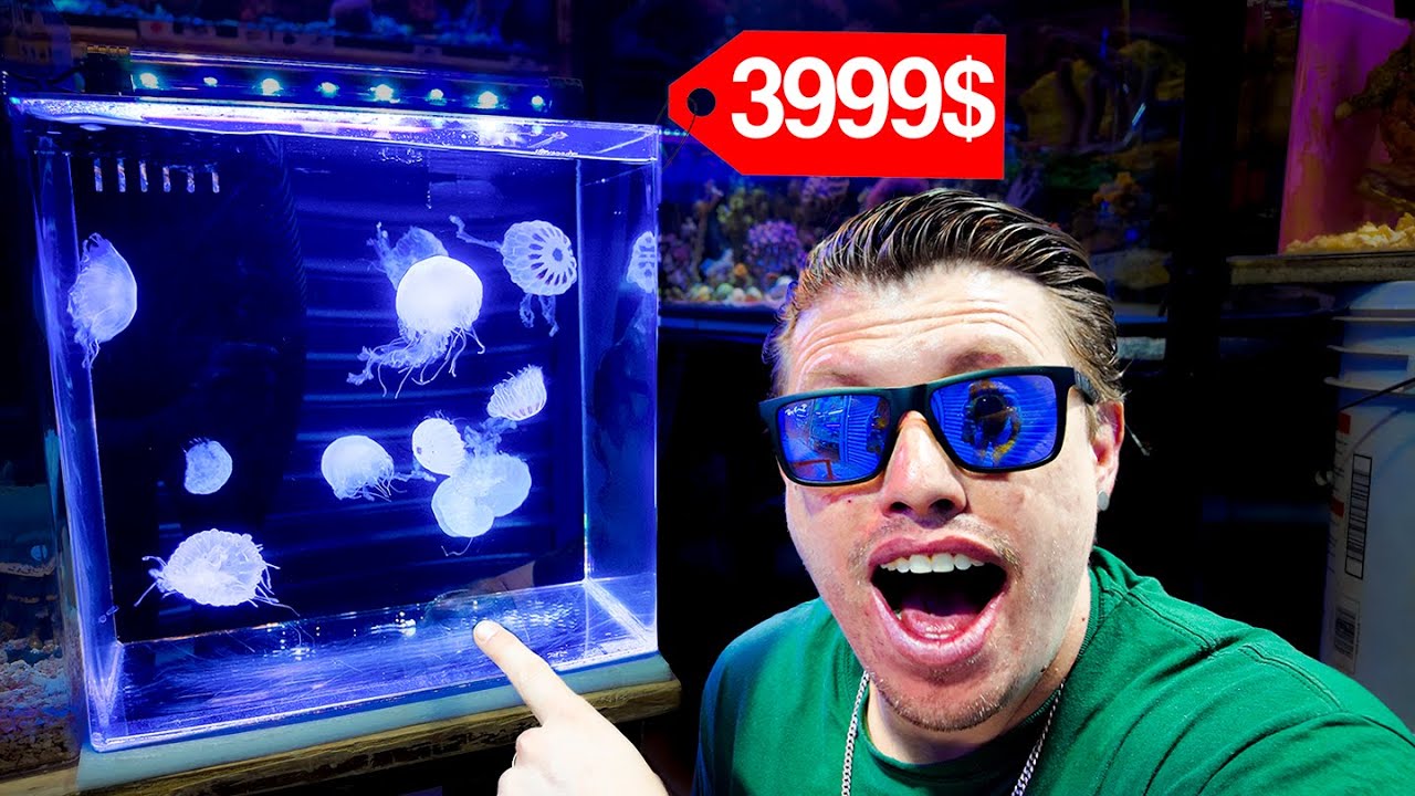 Mercado de los peces Mixhuca con todo y precios acuarios marinos Mario Blogs
