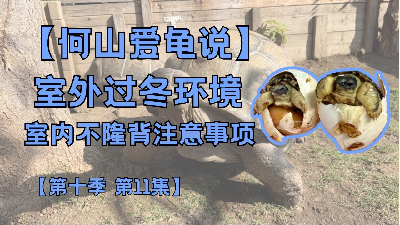 第十季第11集：室外过冬环境｜何山爱龟说｜室内饲养不隆背｜亚达伯拉｜辐射陆龟｜钙磷比｜少喂龟粮