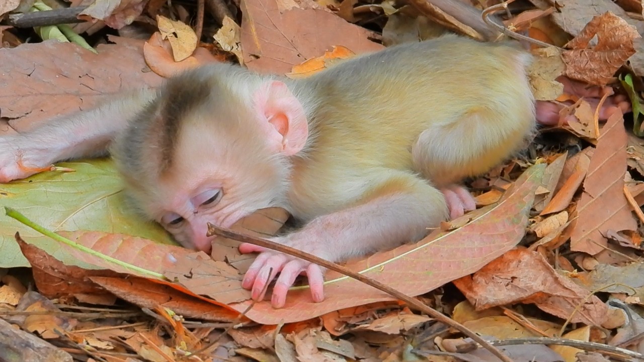 Falling in nap soundly after roll off to much but older Rainbow never let adorable sob longer