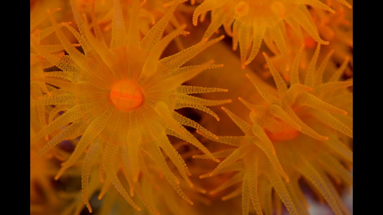 Tauchen vor Gozo 1/2