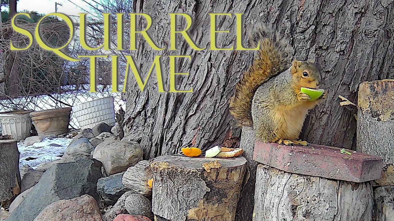 My Good Time Squirrels