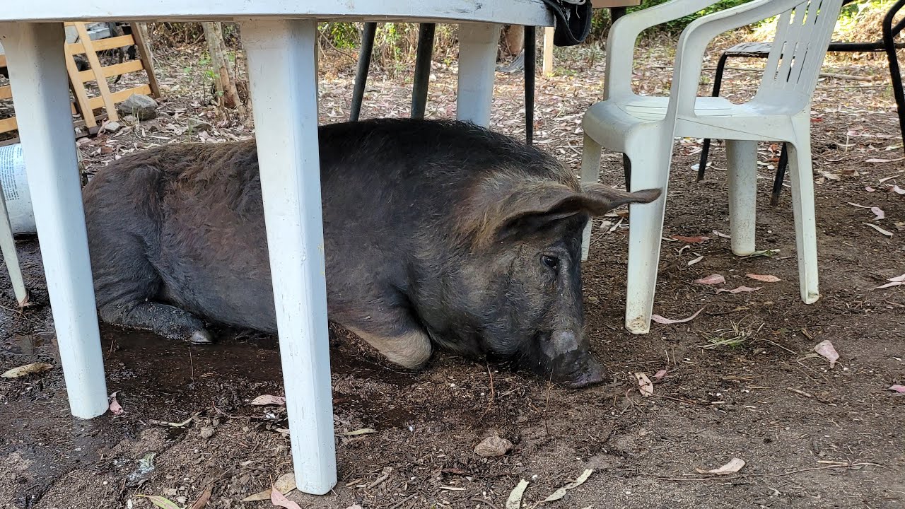 100 Kg di maiale da compagnia!
