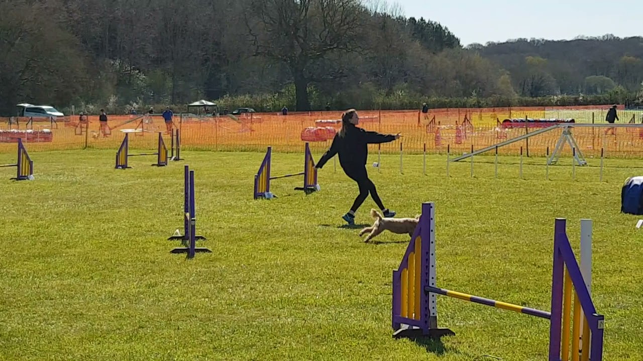 Kelluki Agility Show - April 2021