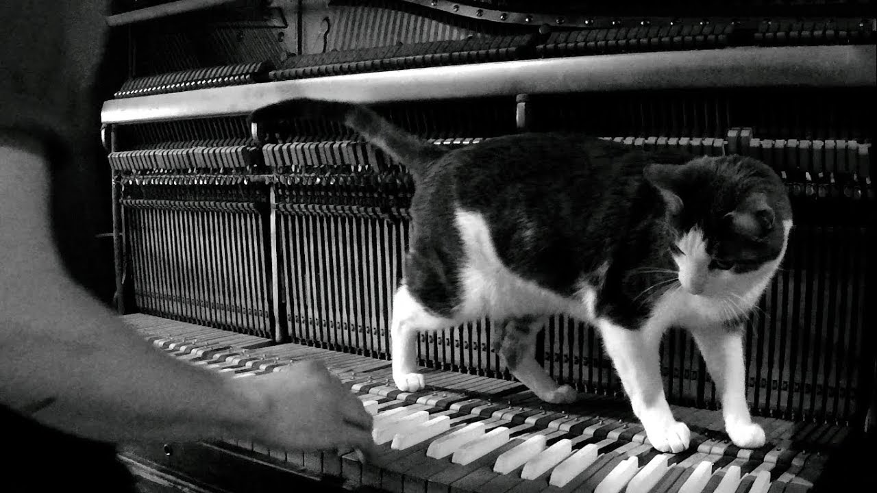 Josiah and the Bonnevilles - Cold Blood (On Piano) Video