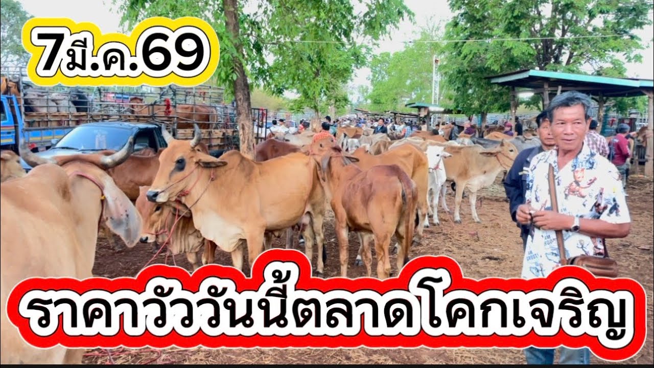 ราคาวัววันนี้ตลาดโคกเจริญ อ.สว่าง จ.สกลนคร #ราคาวัววันนี้ 7/3/69