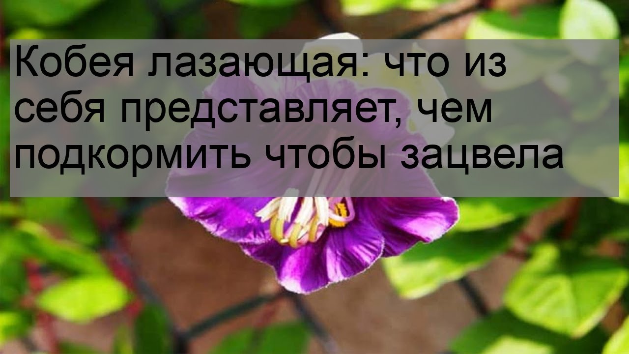 Кобея лазающая: что из себя представляет, чем подкормить чтобы зацвела