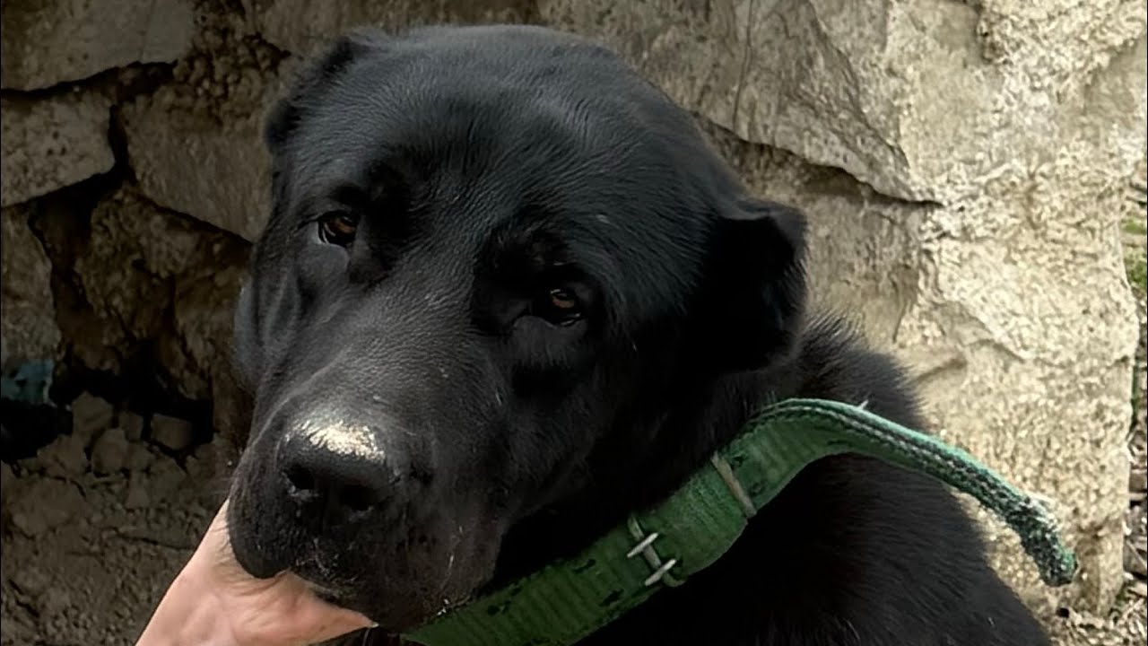 KÖPEKLERİ SAHİPLENDİRDİK, RÜZGAR HASARI