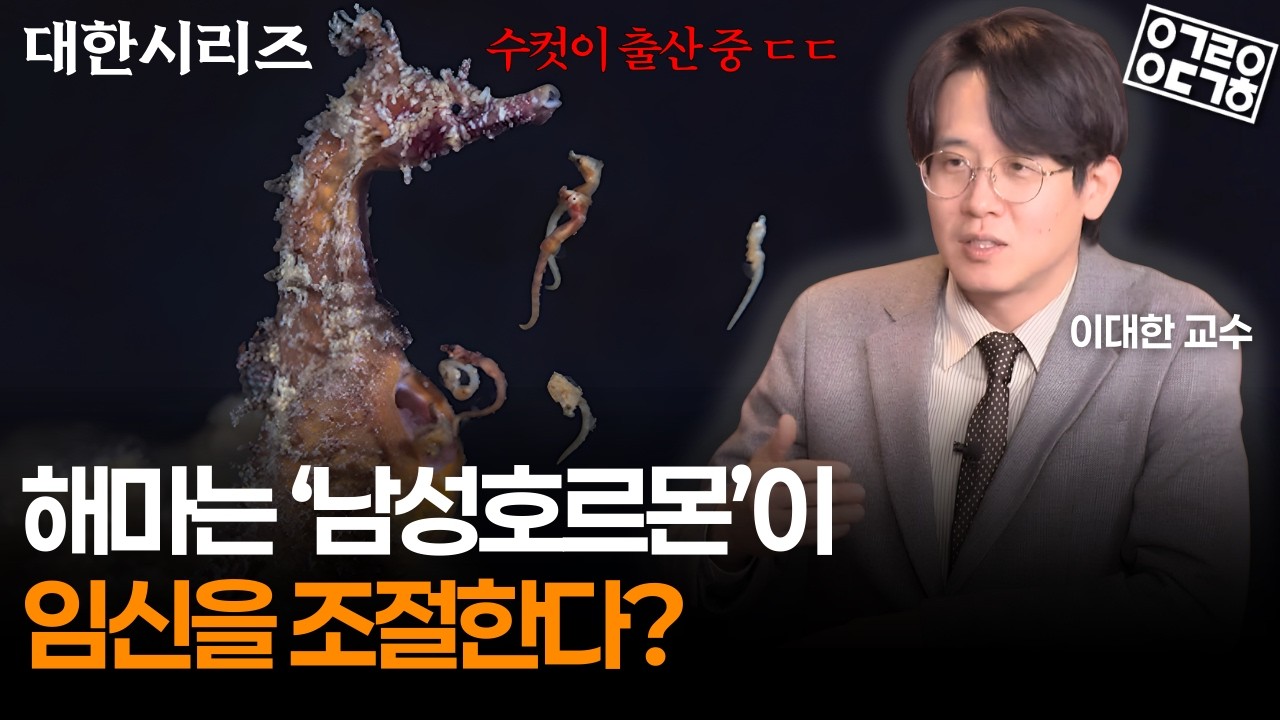 수컷이 임신하는 이유… 해마 성호르몬의 반전 [대한시리즈 이보디보 7부 2/2] (성균관대학교 이대한 교수)