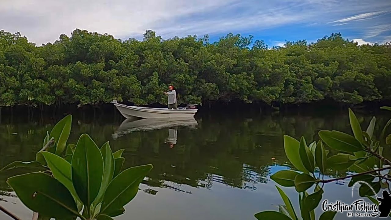 Una AVENTURA más de pesca en los MANGLARES del MAVIRI
