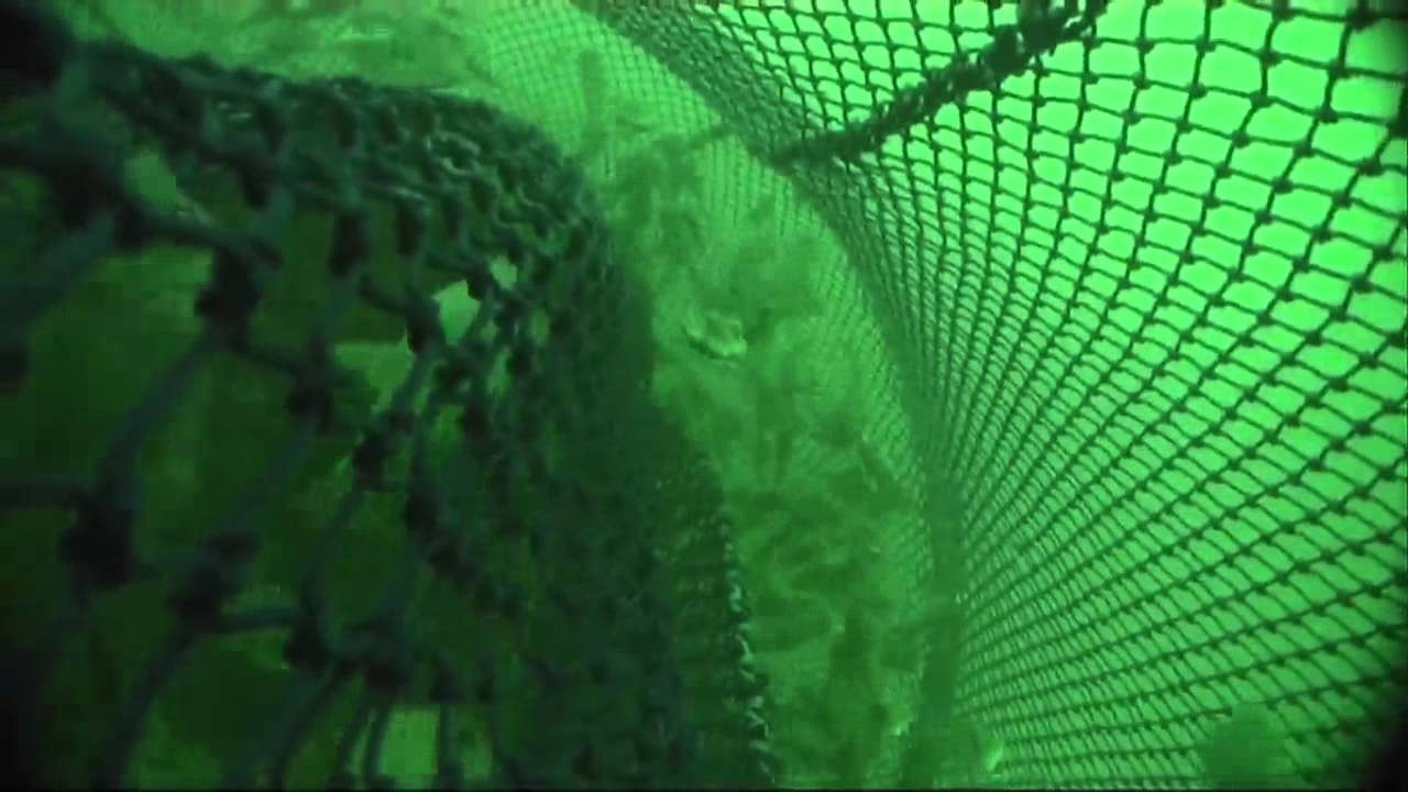 Selectivity of Danish Seine gear in the South East Trawl Fishery