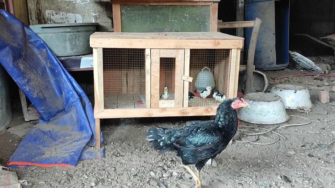 6 Trik Merawat Anak Ayam Yang Baru Menetas Dengan Cara Sederhana❗ 100% Hidup Semua
