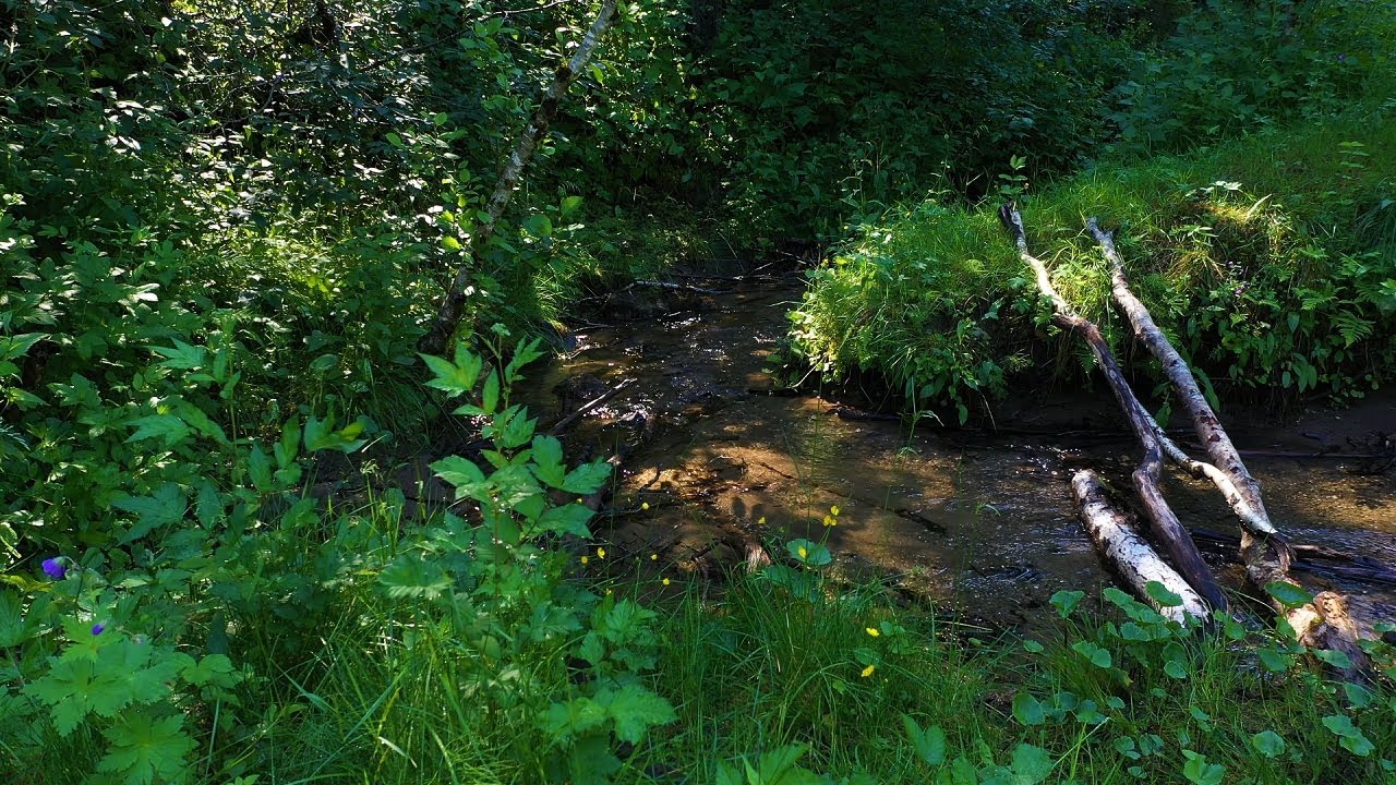 Sound of a small brook flowing through the forest
