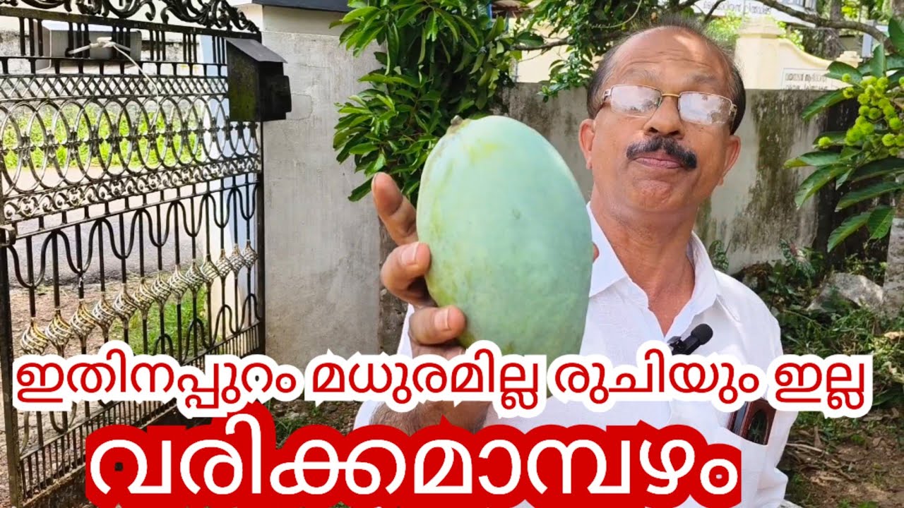വരിക്ക മാമ്പഴത്തിന്റെ വിശേഷങ്ങൾ/ അപൂർവയിനം മാവിന്റെ നേർക്കാഴ്ചകൾ❤️