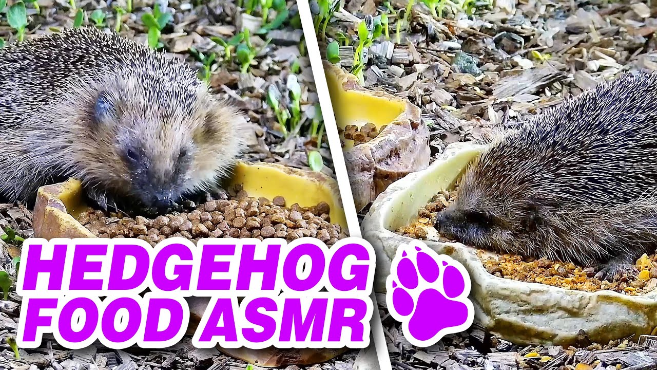 Wild hedgehogs eat hedgehog food - hedgehog eating sounds ASMR