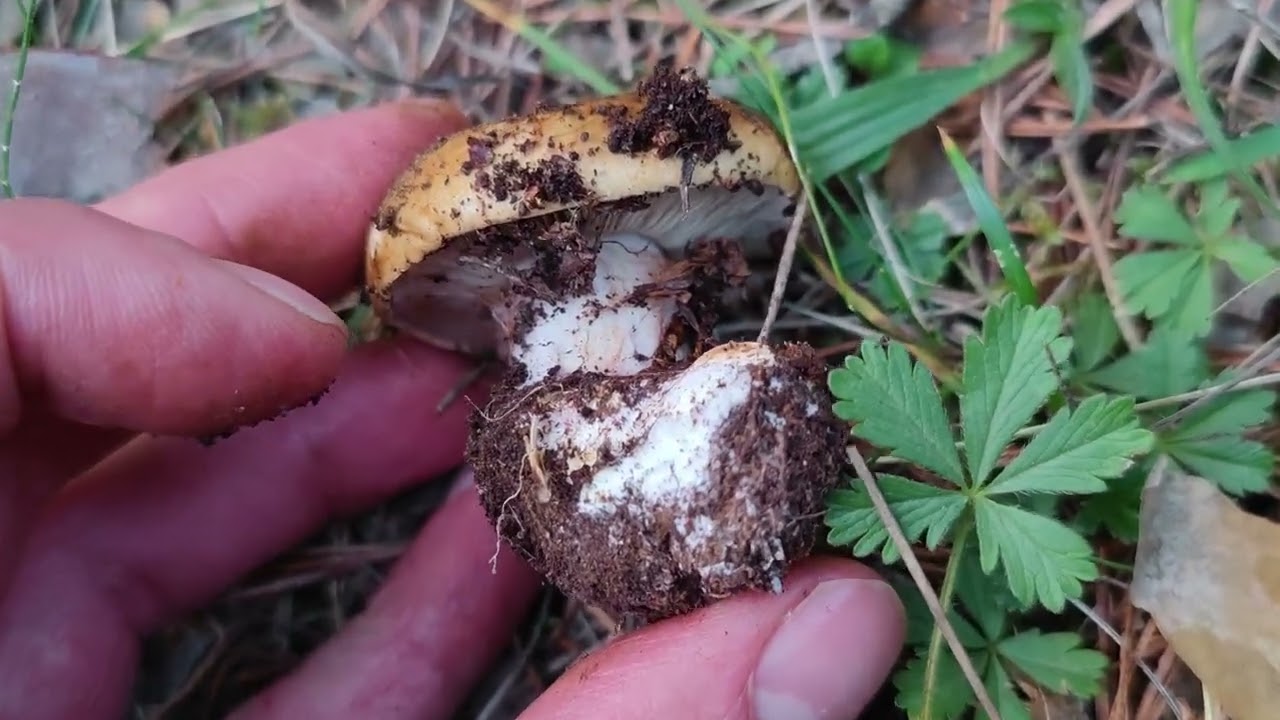 Caracter&iacute;sticas del g&eacute;nero Cortinarius