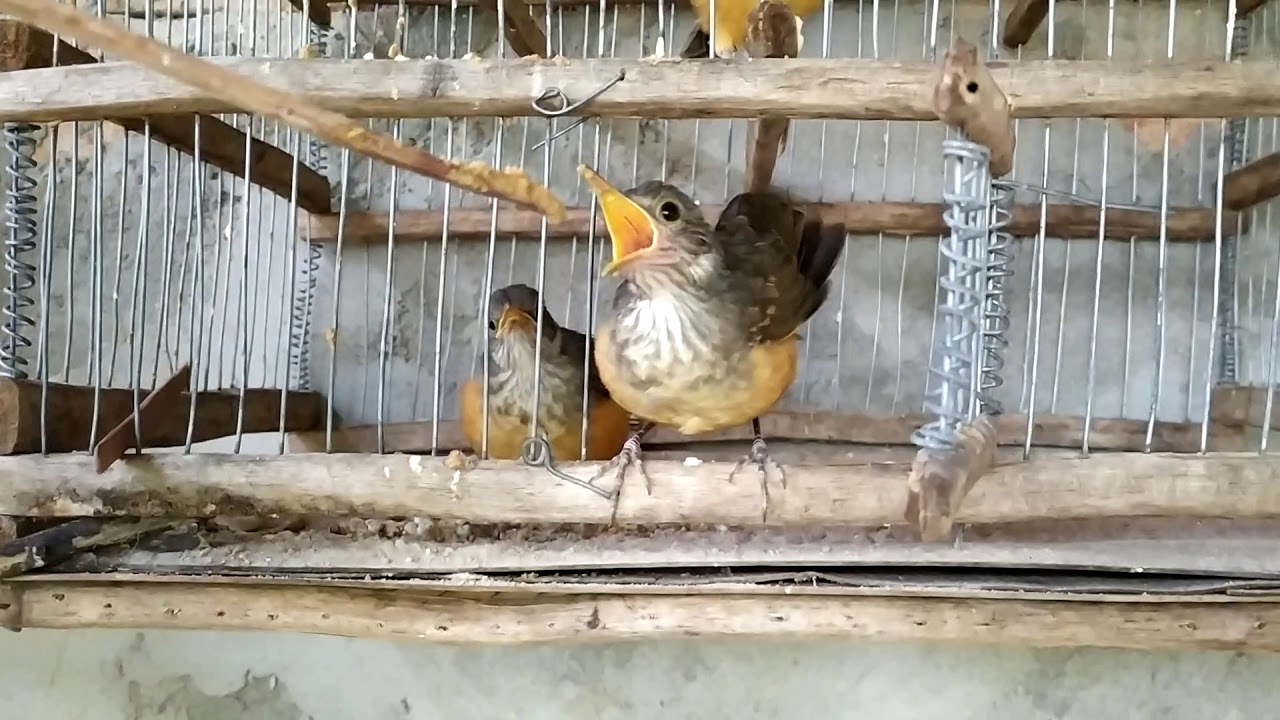 Alimentando 3 filhotes de sabiá laranjeira
