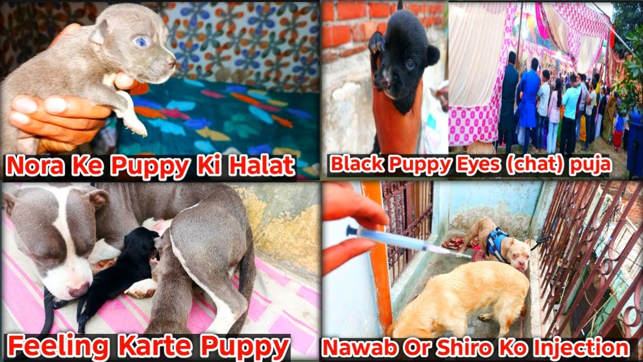 Nora Ke Puppy Ki Halat!! Black Puppy Eyes Open!! Nawab Or Shiro Ko Injection!! Feeding Karte puppy