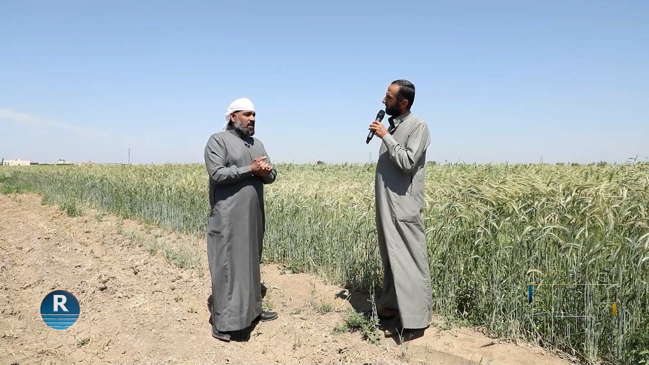 حقول الخير || زراعة القمح || 31 - 5 - 2025