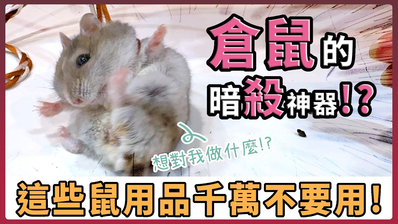 危險鼠用品：好心幹壞事？你正在「暗殺」你的倉鼠嗎？盤點那些害鼠不淺的地雷用品！｜愛鼠協會【不踩雷養鼠攻略】