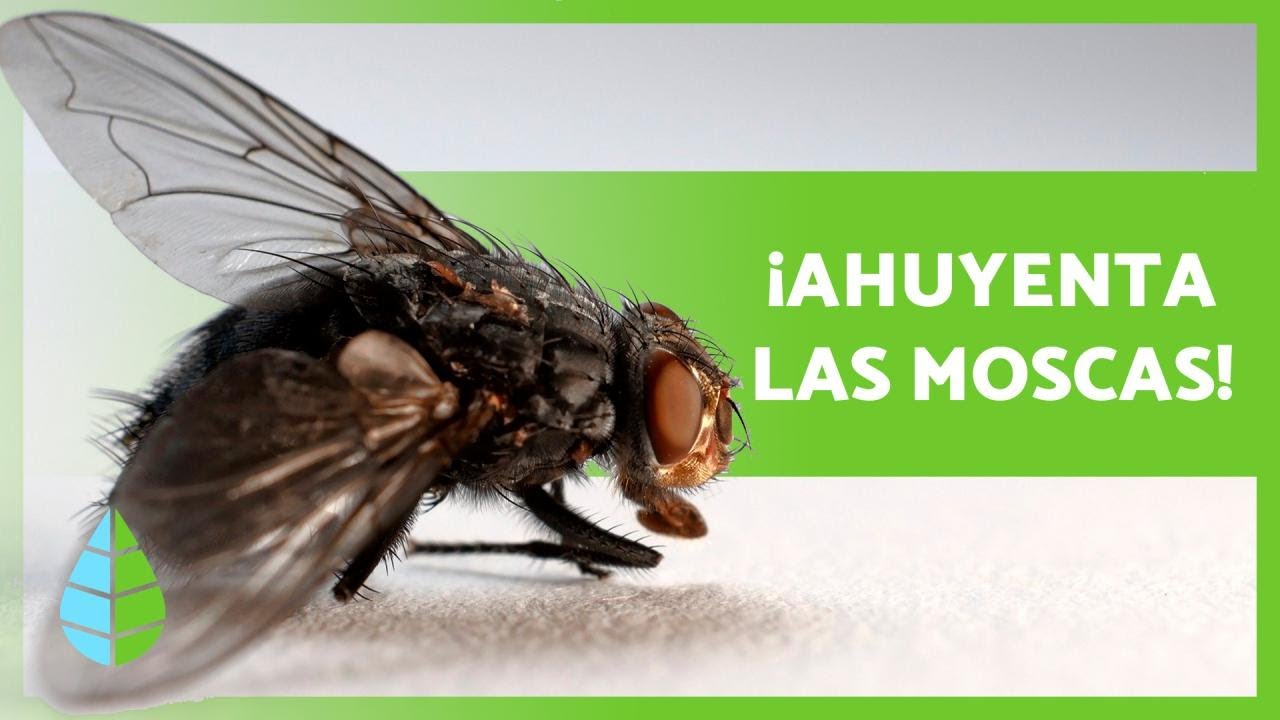 8 REMEDIOS CASEROS para AHUYENTAR las MOSCAS 🧄✅ ¡Descúbrelos!