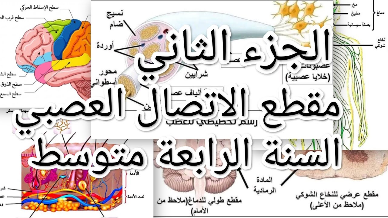 #ملخص اتصال عصبي #السنة الرابعة متوسط #الجزء الثاني 