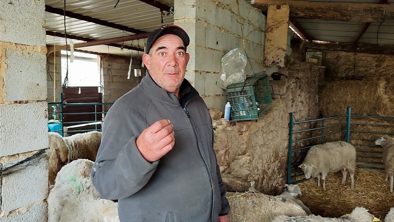 Os voy a enseñar algo que no suele pasar nunca en la ganadería