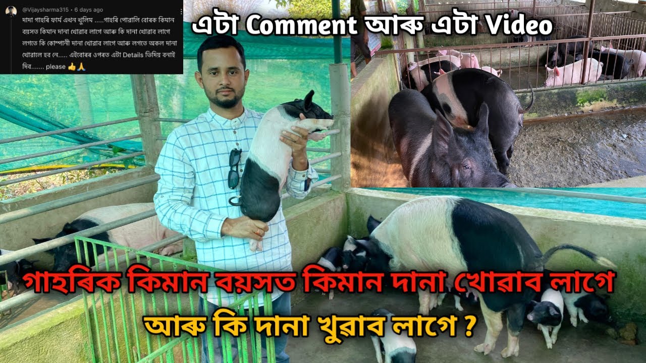 গাহৰিক কিমান বয়সত কিমান দানা খোৱাব লাগে আৰু কি দানা খুৱাব লাগে ?Pig Farm |Pig Farm In Assam