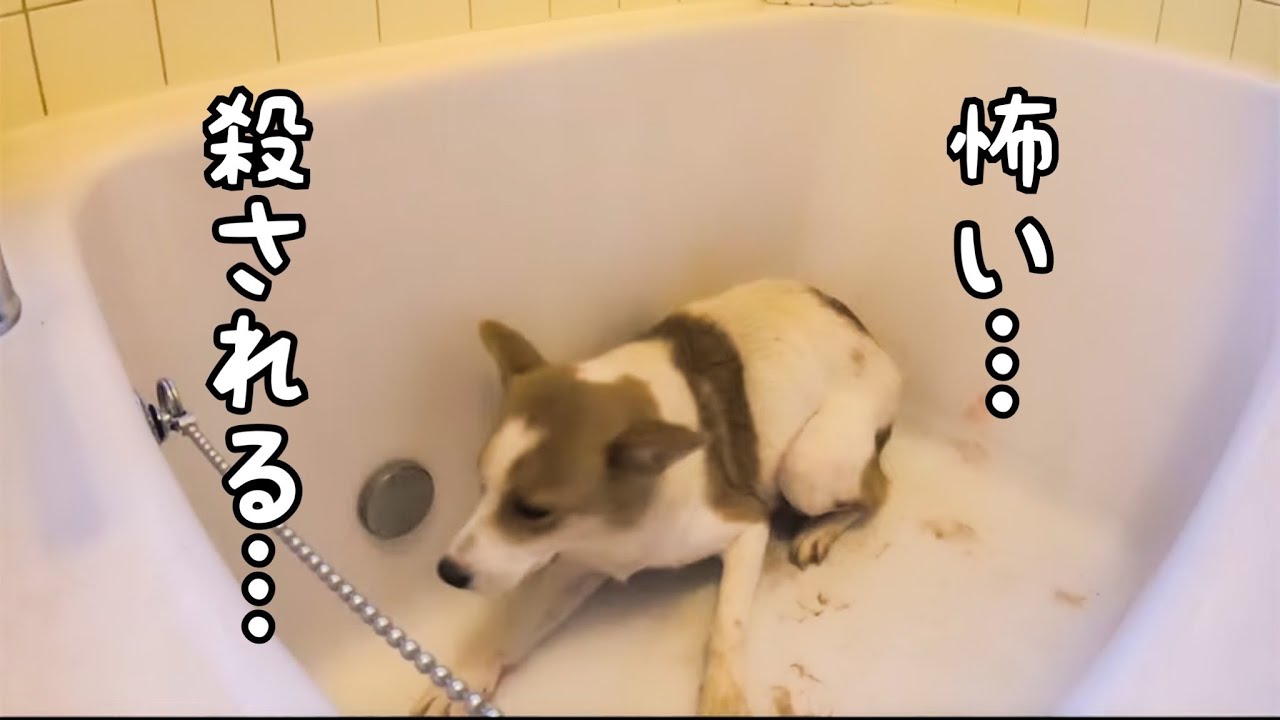 【心を開く元野犬】殺処分に怯えた保護犬と歩んだ8ヶ月間