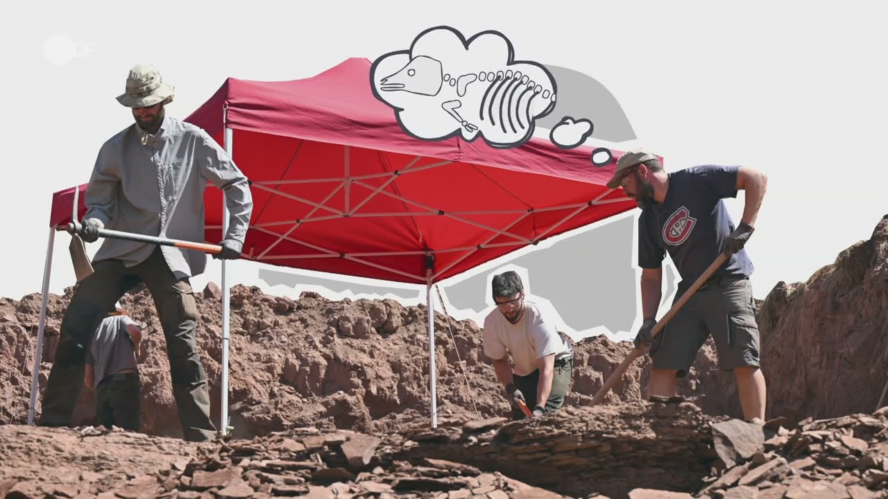 So entstehen Fossilien - logo! erkl&auml;rt - ZDFtivi