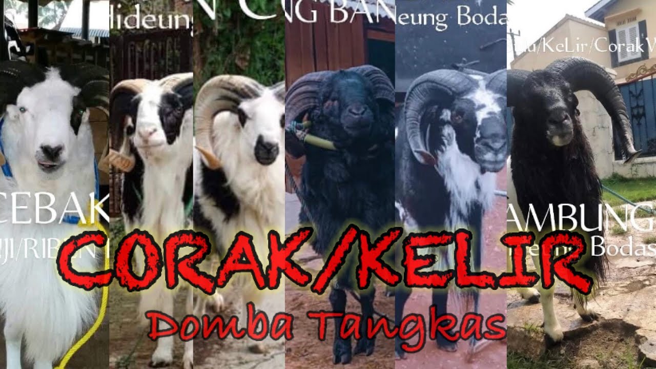 Corak Warna atau Kelir Pada Domba Garut / Domba T4ngk4s