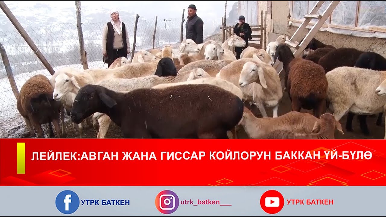 ЛЕЙЛЕК:АВГАН ЖАНА ГИССАР КОЙЛОРУН БАККАН ҮЙ-БҮЛӨ