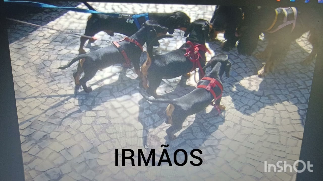 Passeio com meus irm&atilde;os #salsichinha #cachorro #petsfofinhos #dachshund 