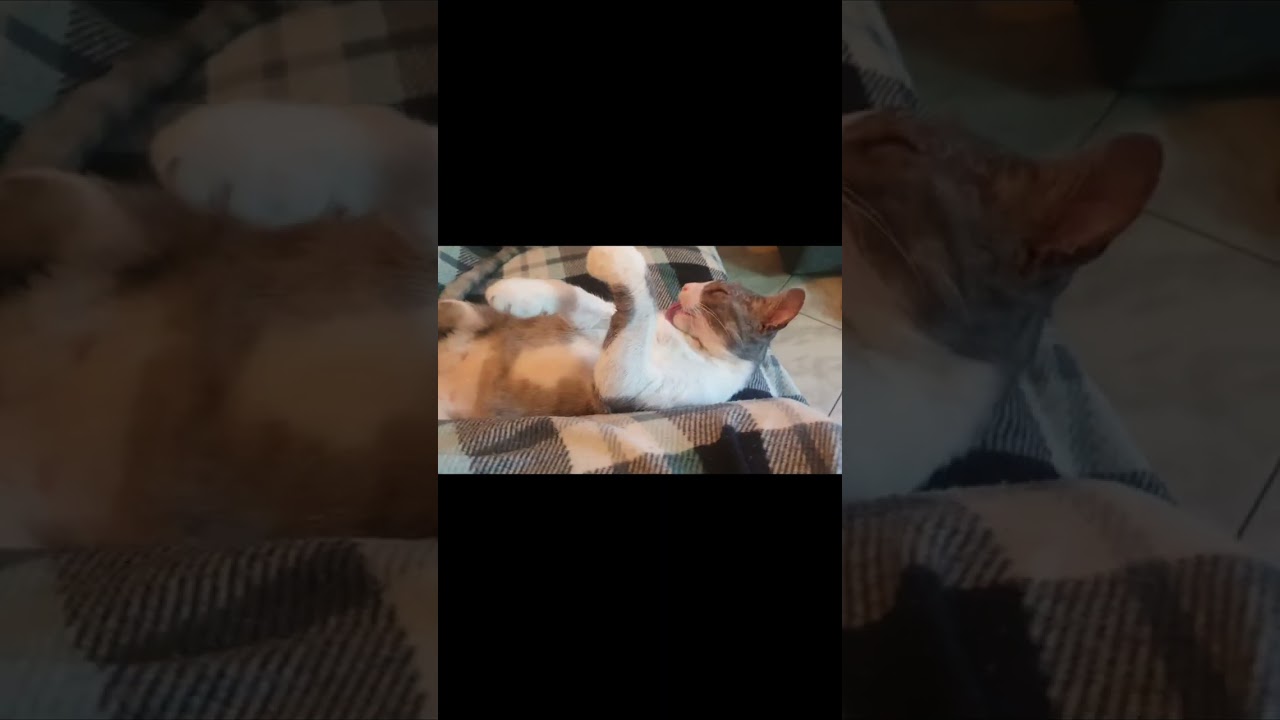 Escola de samba da morá e do mimil aonde melhor esconder é da morar como melhor dormir é do mimil 