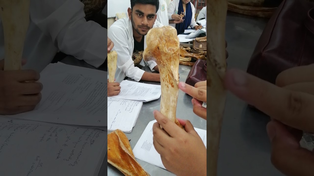 | Humerus of Ox & Horse | Anatomy Lab | BAU |