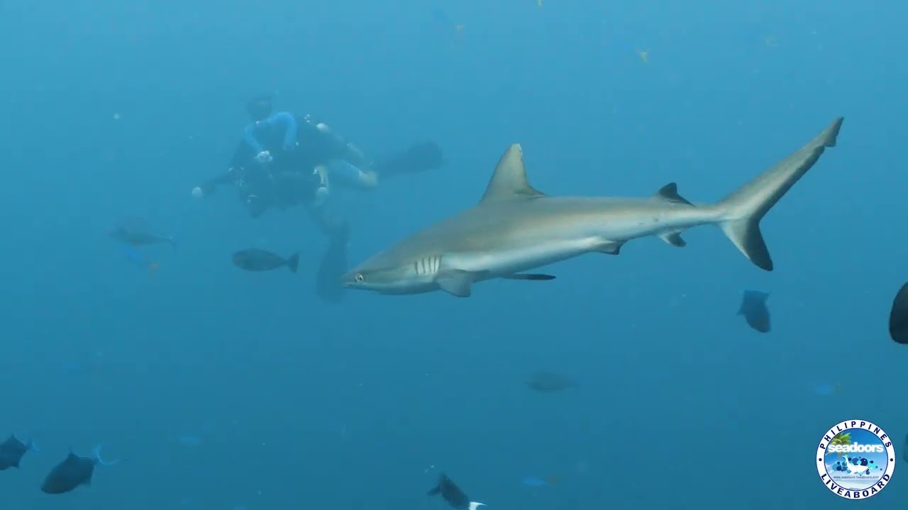 Seadoors   Tubbataha   March 22 to 28 2025