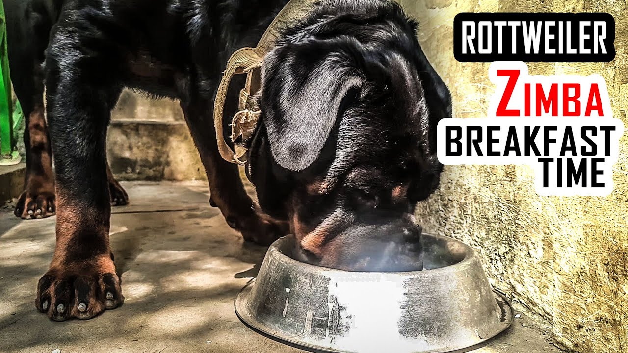 Rottweiler breakfast time | ராட்வீலர் காலை உணவு நேரம் | Zimba | milk | egg | rusk | pedigree.