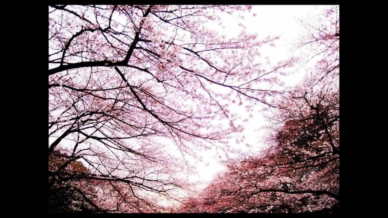 Plastic Tree - 春咲センチメンタル