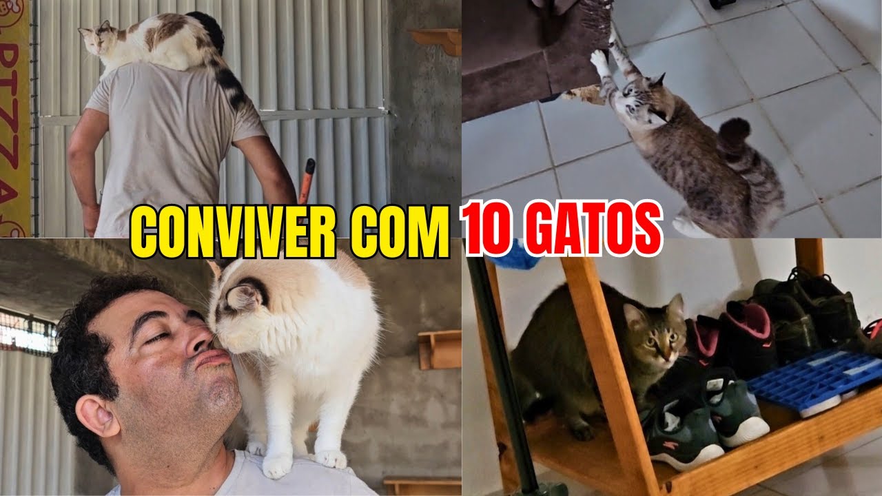 🐱 Nossa VIDA com 10 GATOS: Nossa Rotina Diária 🏠✨