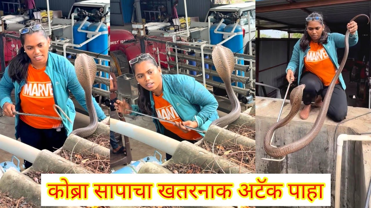 😱😱बापरे भल्या मोठ्या नागाचा पत्र्याच्या खालून एका मागे एक खतरनाक अटॅक पाहा😳😳
